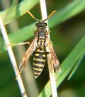 Polistes dominula